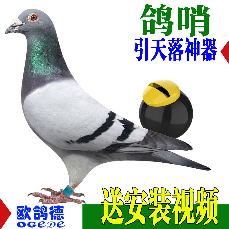 赛鸽子哨尾哨葫芦哨二音两音鸽子信鸽竹哨鸽哨子尾哨训鸽哨用品鸽