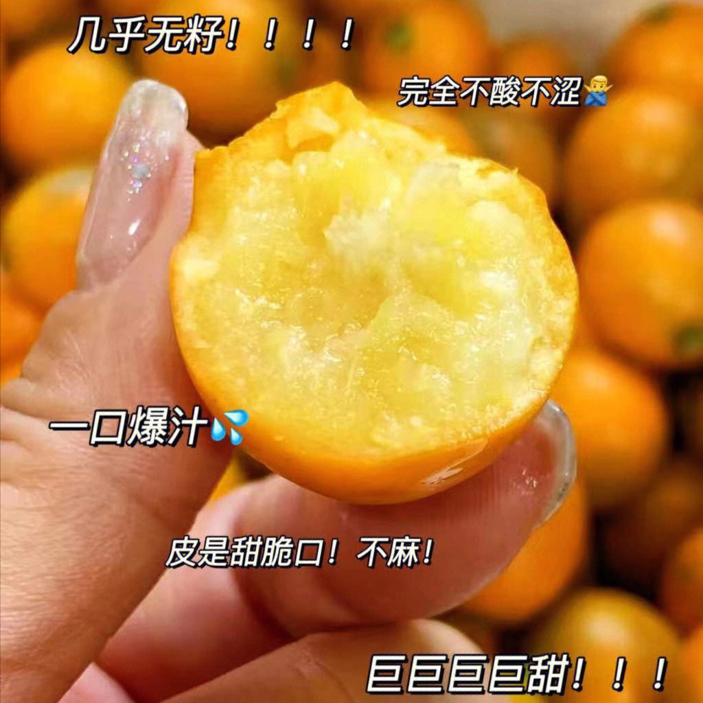 脆蜜金柑木架带果发货原土原杯|庭院可植【个头大＋水分足+甜度高】