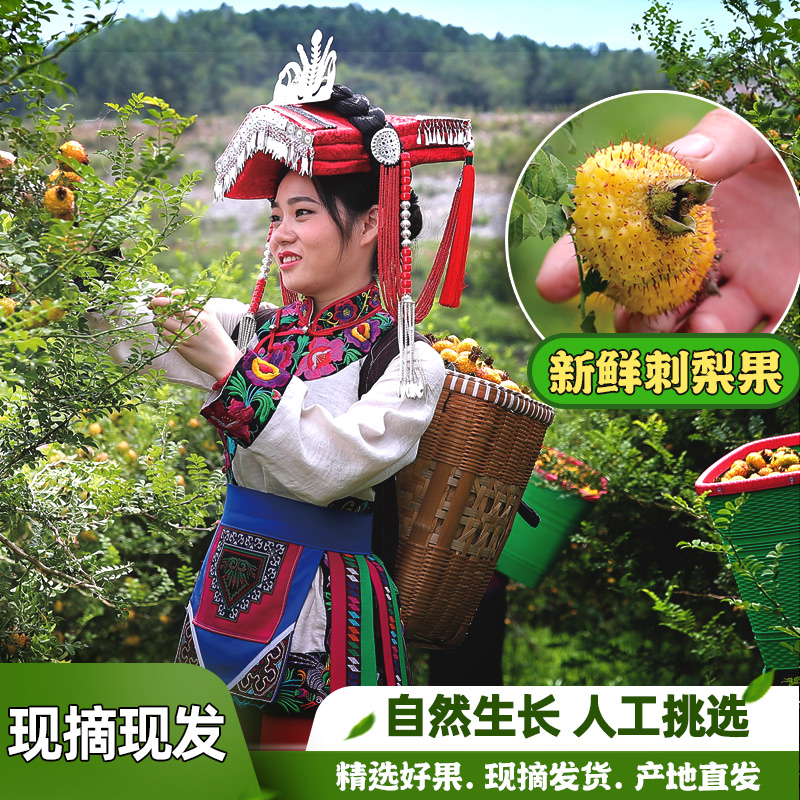 贵州特产刺梨鲜果；一口咬出的新鲜天然富含维c美味