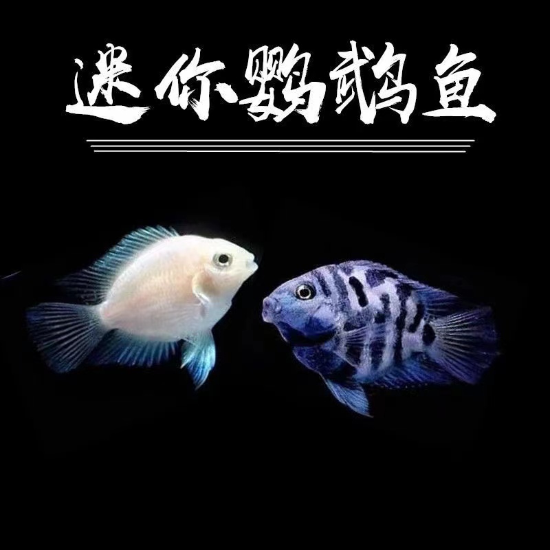 迷你鹦鹉鱼热带鱼观赏鱼白金鹦鹉繁殖鱼缸淡水热带鱼发货宝蓝活体