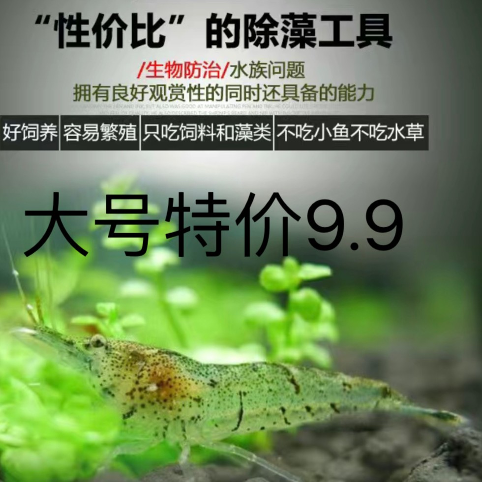 观赏鱼鱼缸观赏鱼虾金苔鼠包邮鲜活混养活体黑壳虾除藻虾清洁工具