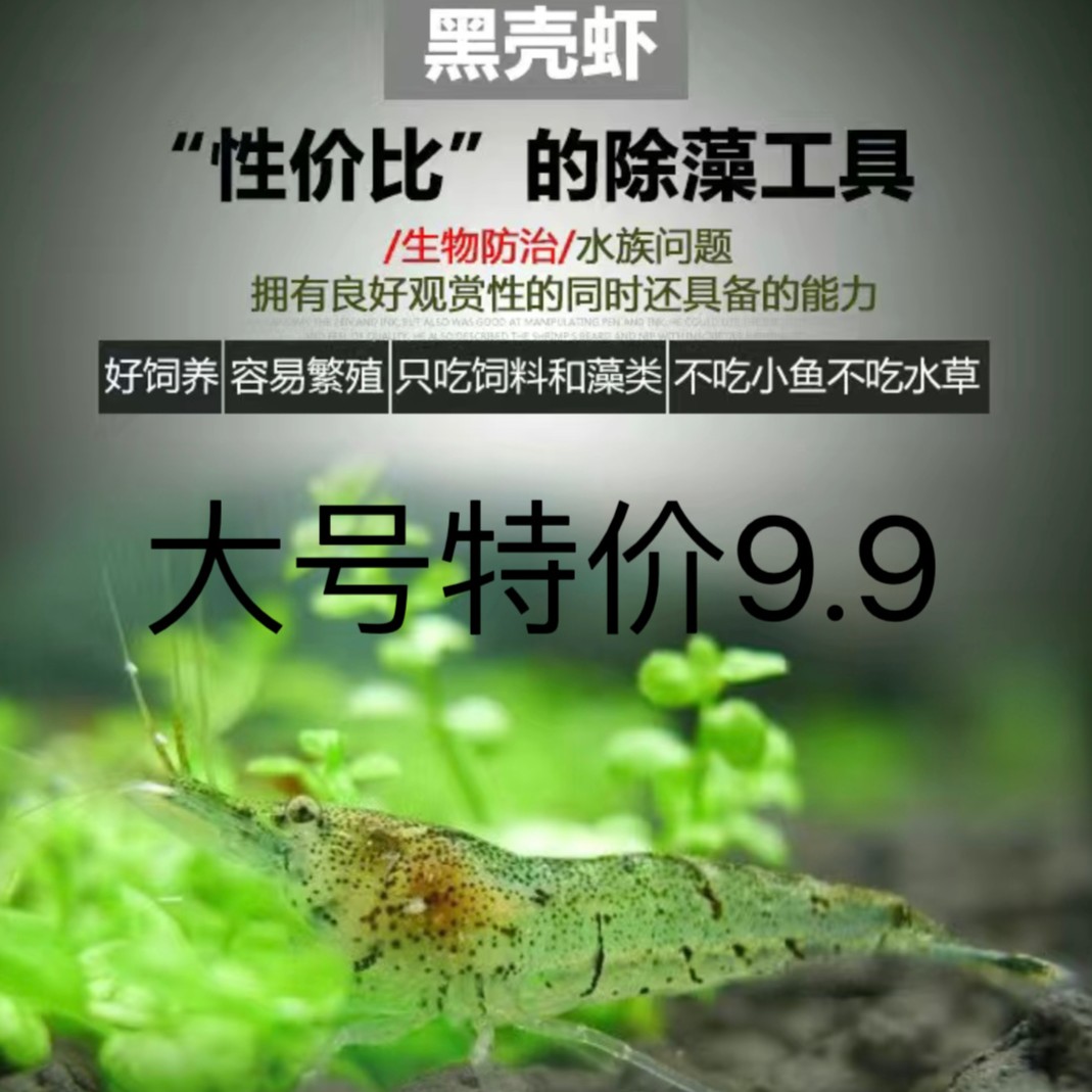 观赏鱼黑壳虾除藻虾鱼缸观赏清洁工具鱼虾包邮鲜活金苔鼠混养活体