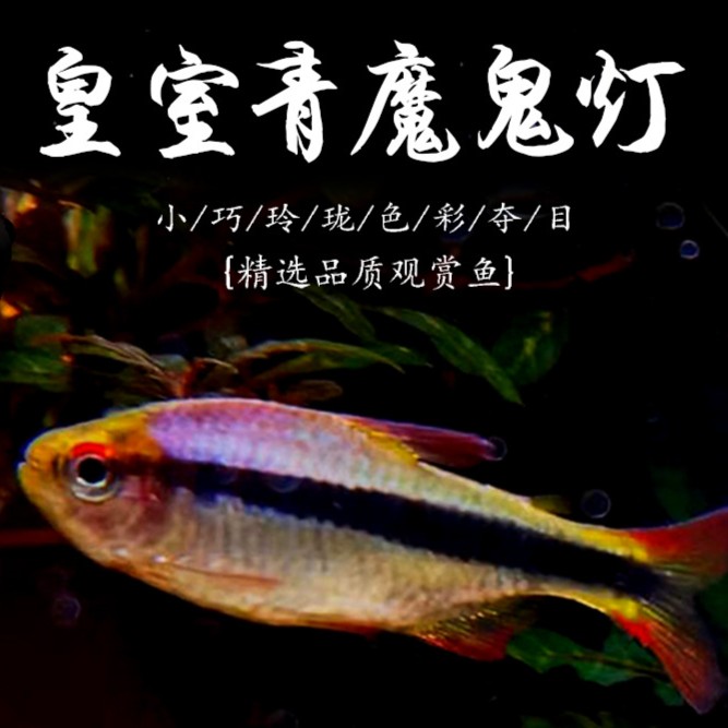 皇室青魔鬼灯科鱼热带鱼缸群游高端南美缸稀有宠物批发活体发货