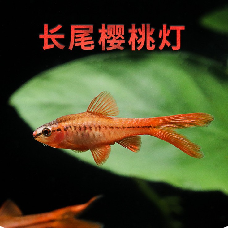 大号长尾灯红玫瑰鱼缸精灵小型鱼热带鱼观赏鱼淡水好养发货灯科鱼