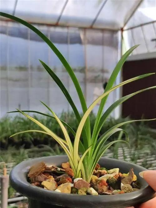 自己种的自家养的兰花