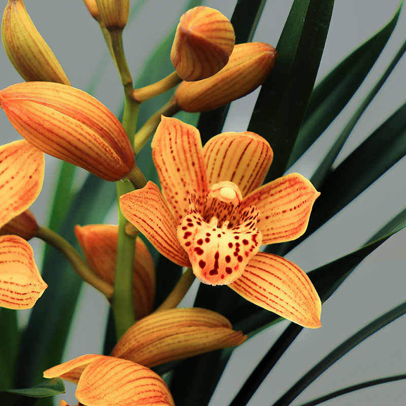 翁源兰花 东方美人 兰花苗室内花卉盆栽浓香型好养原盆绿植