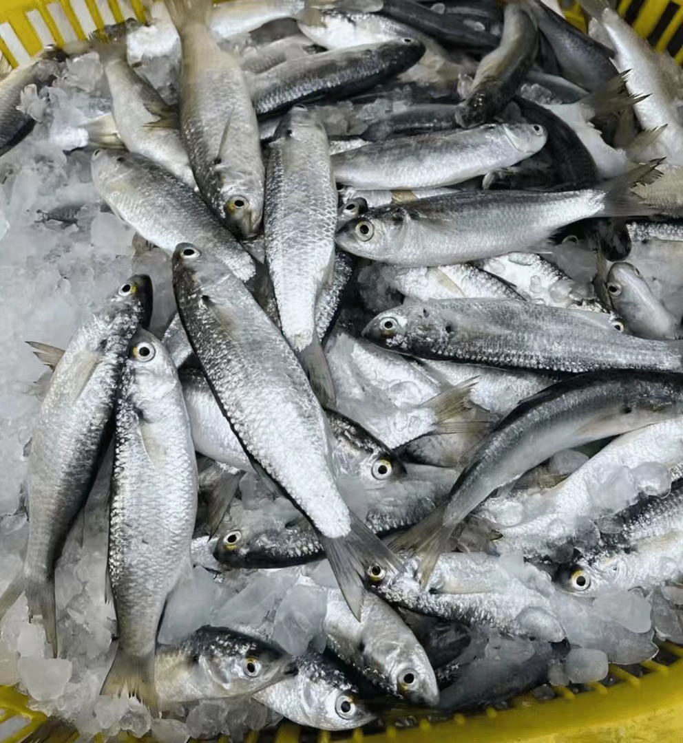 湛江本港新鲜野生小白条 虫鱼 5斤一斤13条左右