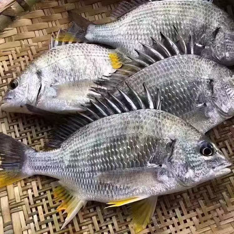 湛江本港新鲜黄翅鱼 黄脚立 一斤2到3条 帮杀损耗百分15到20