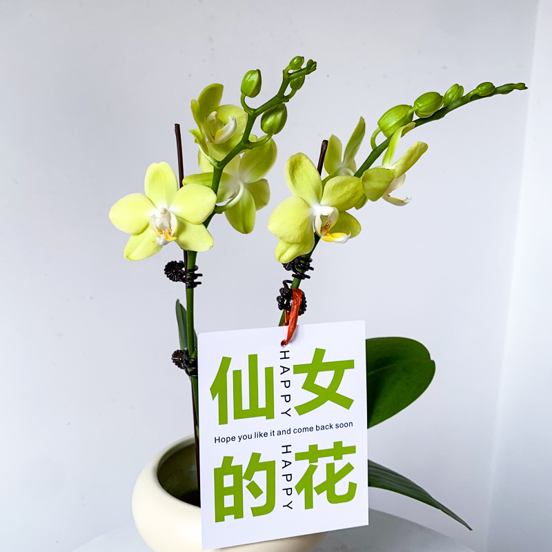 【台大微笑】 蝴蝶兰 清新绿色系 （带瑕疵）A