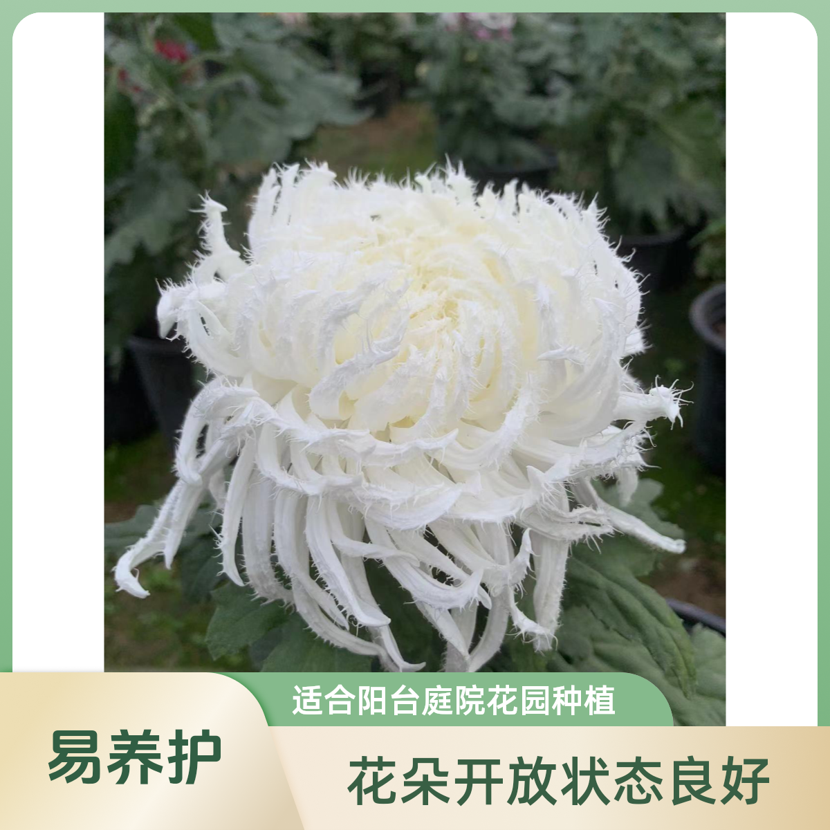 【琼岛三友】 （带花苞）阳台庭院盆栽地载耐寒 盆栽易种植