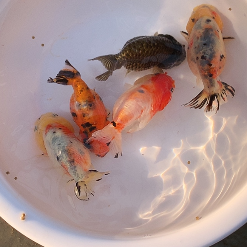 【闪购商品】金鱼淡水不分公母7