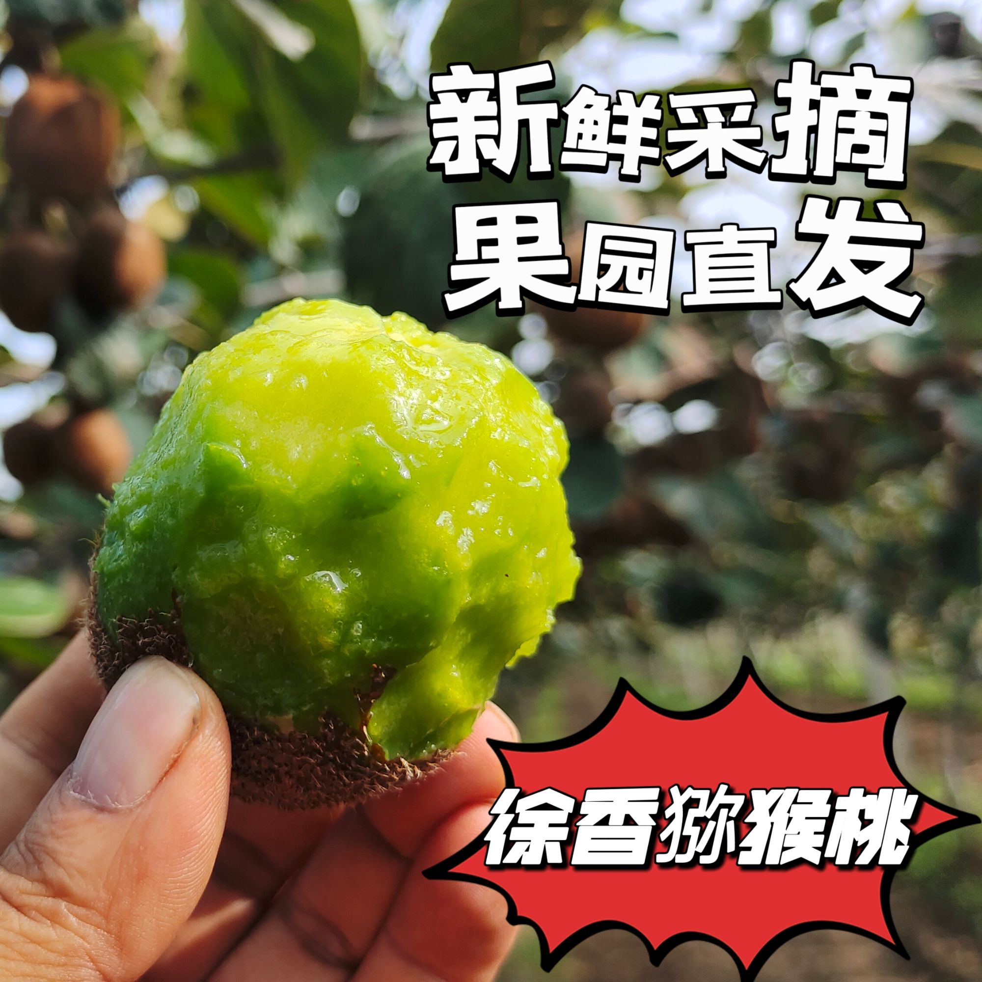 【徐香猕猴桃】眉县原产地皮薄肉厚香甜多汁现摘现发老少孕妇皆宜