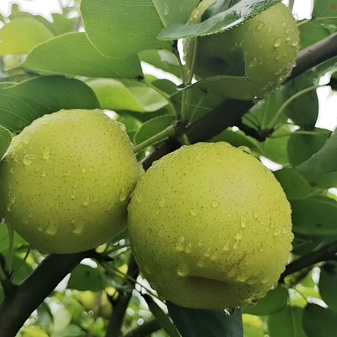 《粉丝福利》新鲜砀山青梨翠玉 细腻无渣 脆甜爆汁坏果包赔
