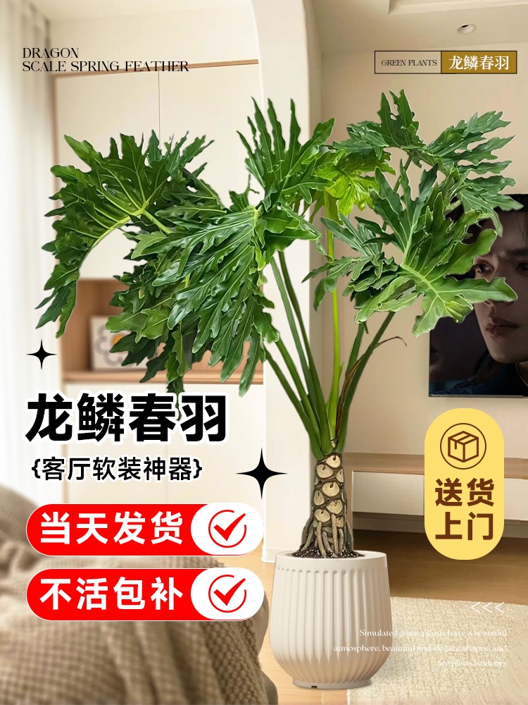 龙鳞春羽老桩室内大型绿植盆栽四季常青懒人植物好养客厅净化空气