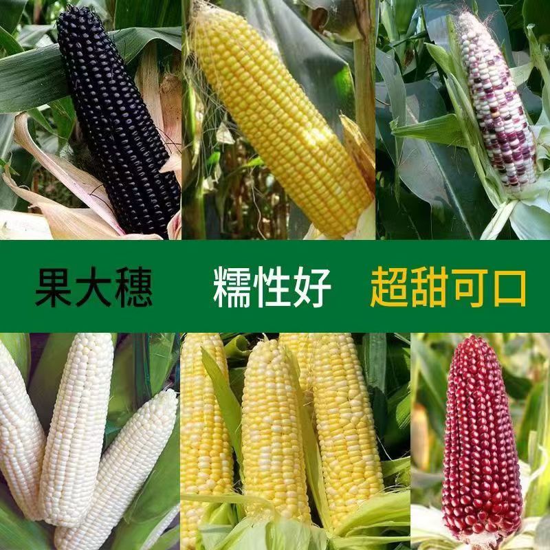 香甜水果玉米苗子甜糯玉米彩色黑白香糯粘玉米高产秧种苗阳台盆栽