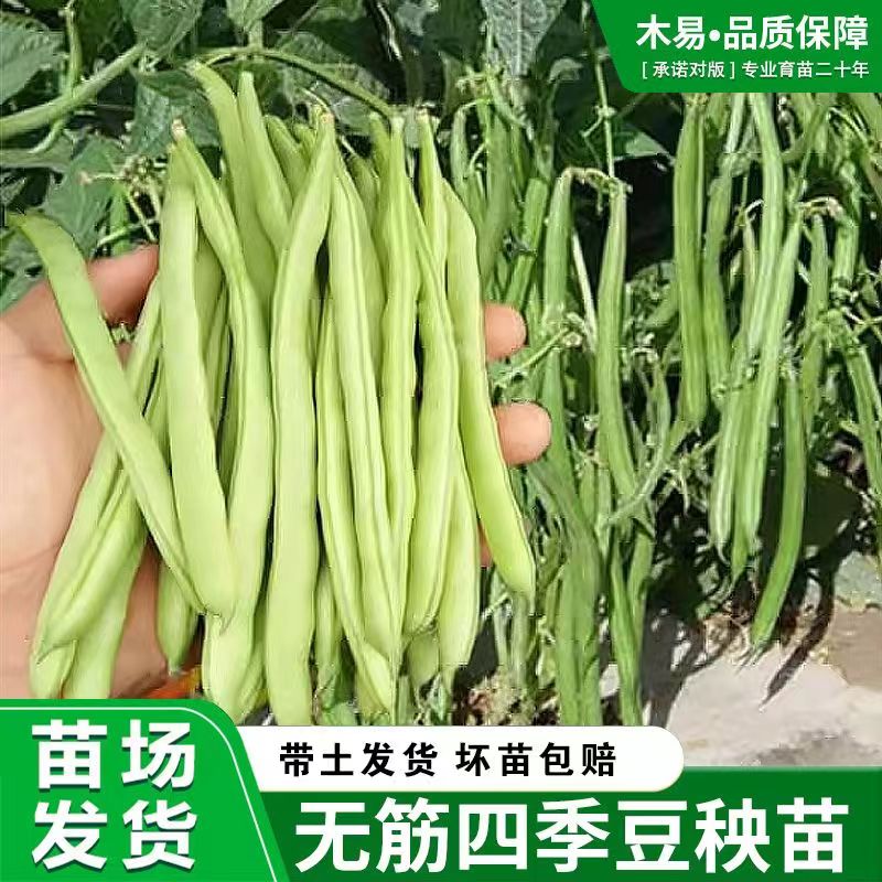四季豆秧苗芸豆苗高产早熟爬藤四季播芸豆豆角春季架豆蔬菜苗带土