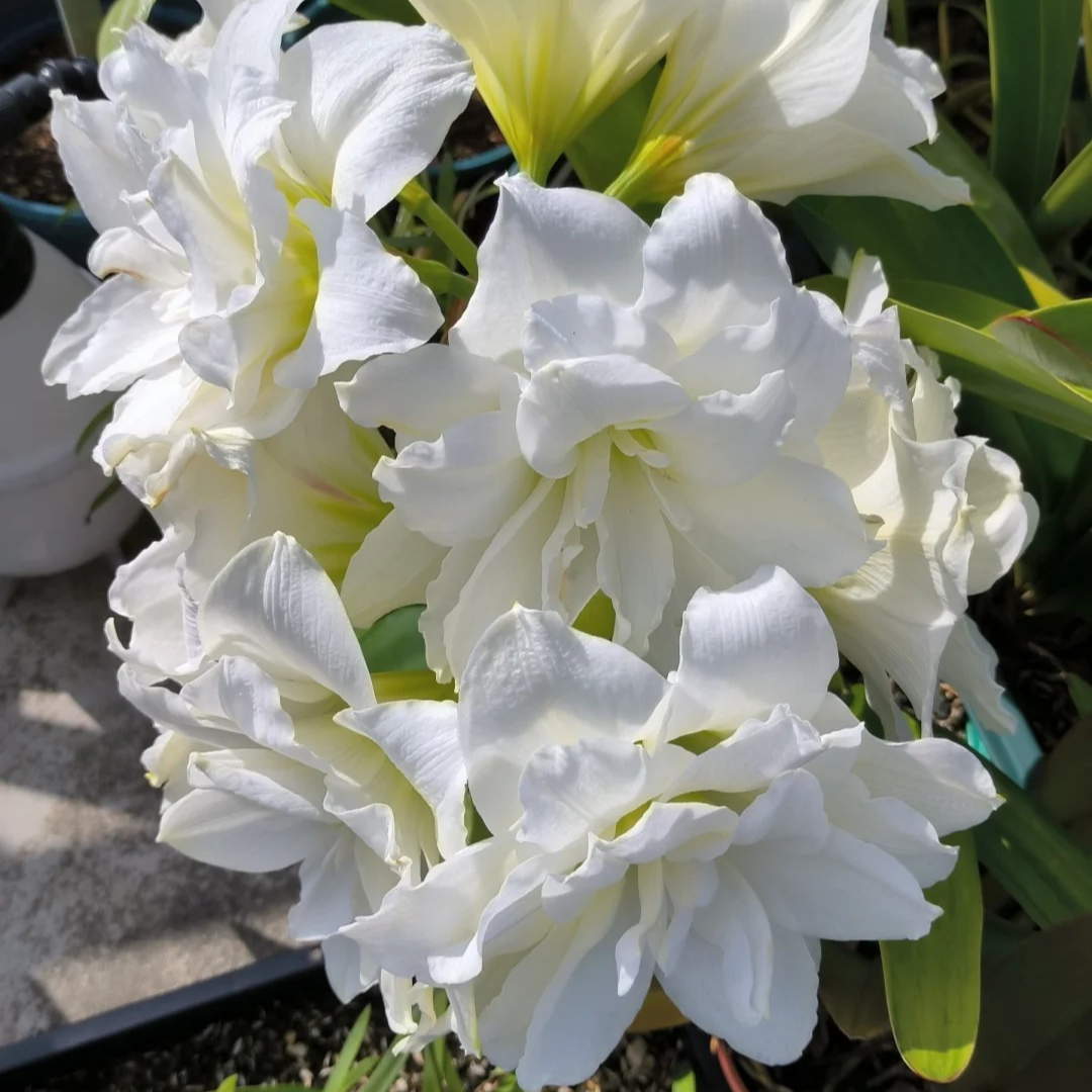 【冰淇淋～重瓣秘鲁朱顶红】朱顶红种球