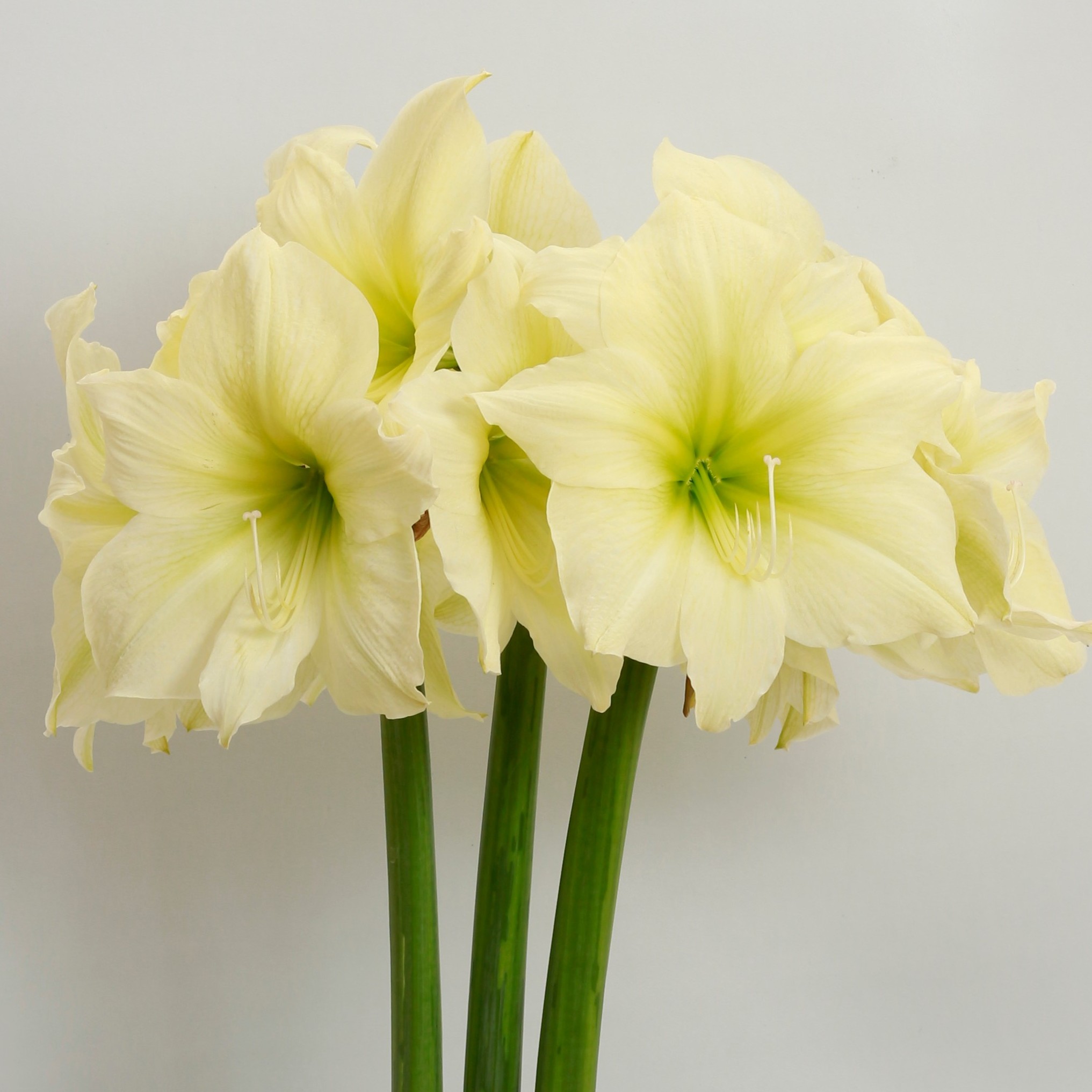 【柠檬之星～单瓣】秘鲁朱顶红种球 