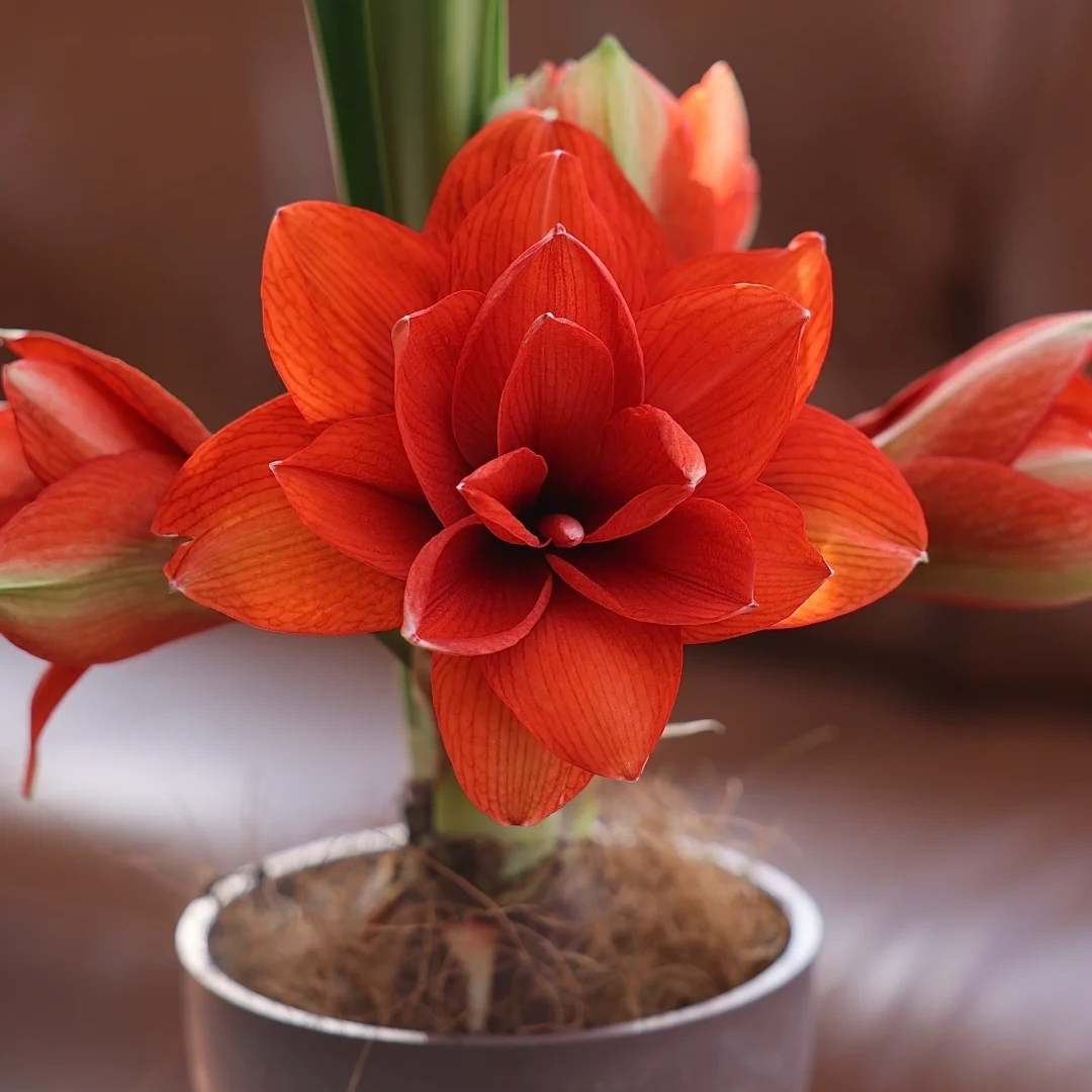 【魔法之星/蒂卡魔法～重瓣】秘鲁朱顶红种球