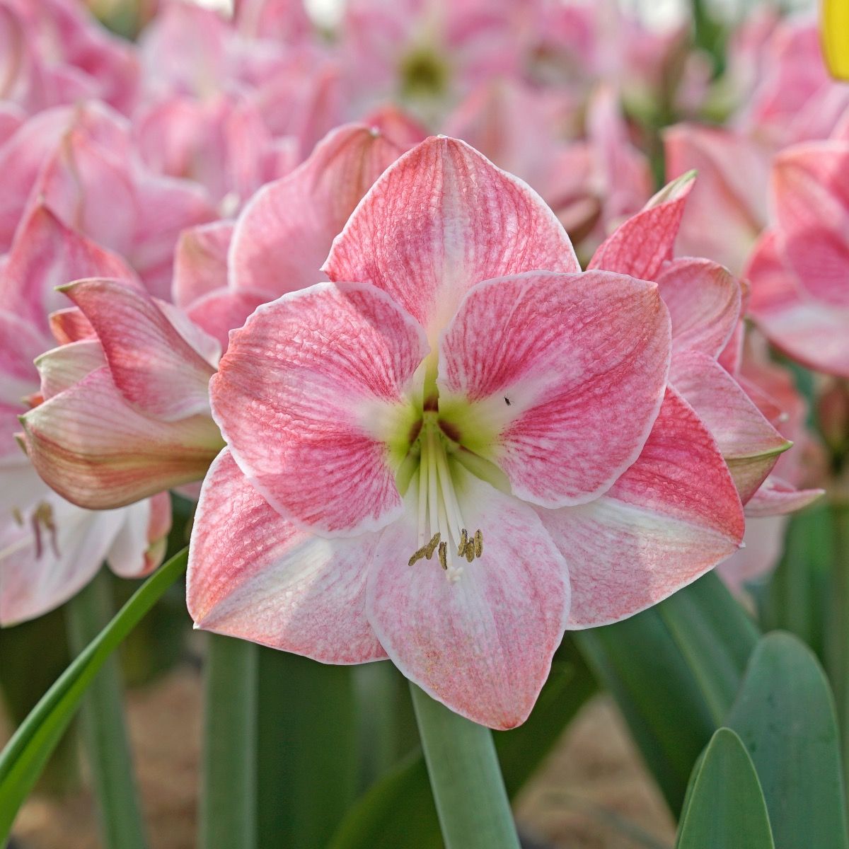 【樱花～单瓣】秘鲁朱顶红种球