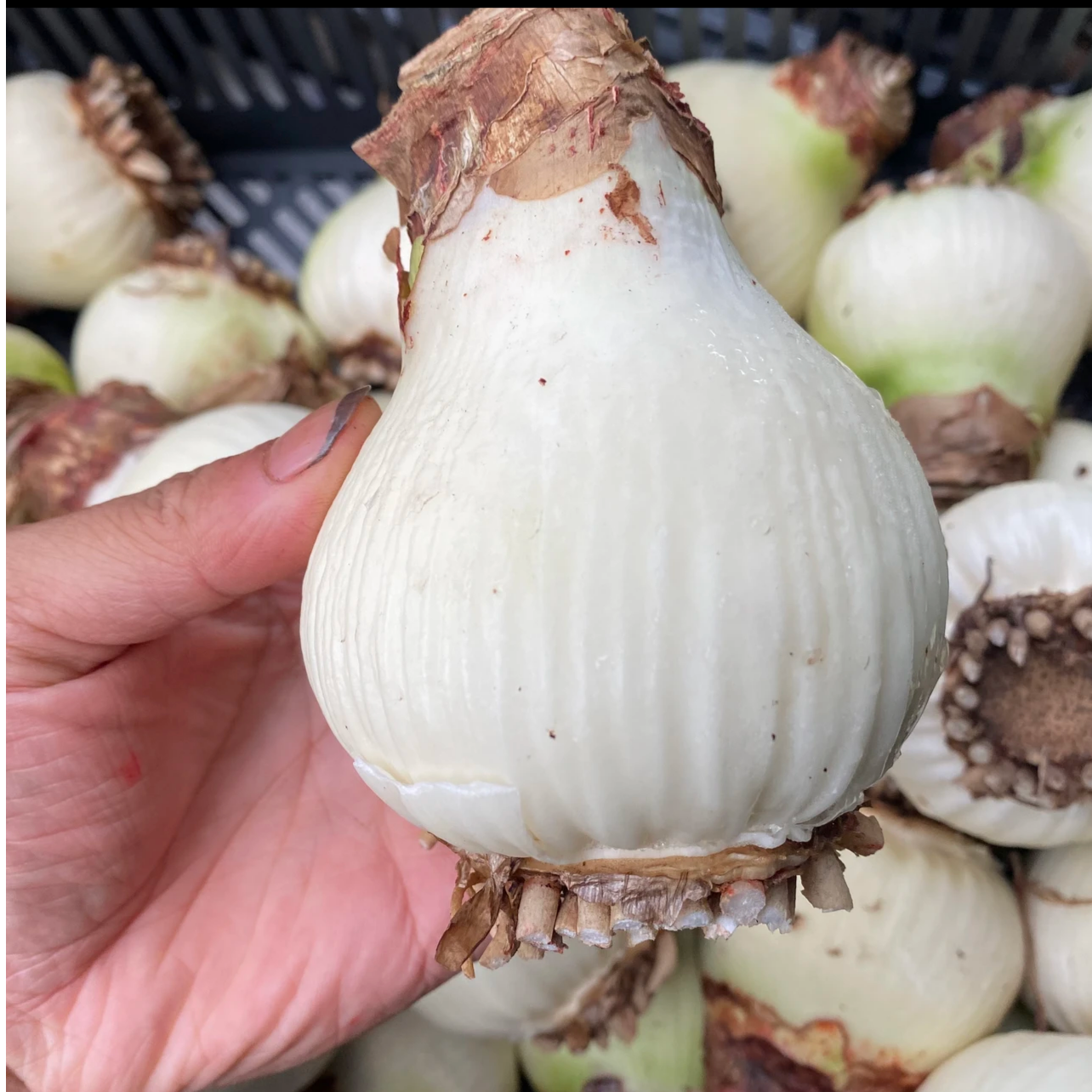 【29号】朱顶红种球苗