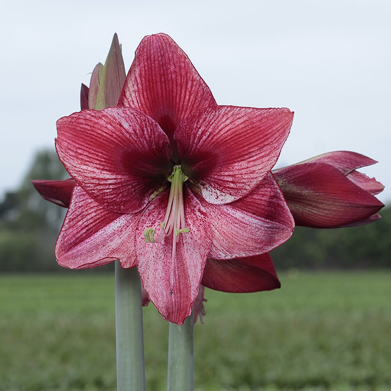【启示录～单瓣】秘鲁朱顶红种球