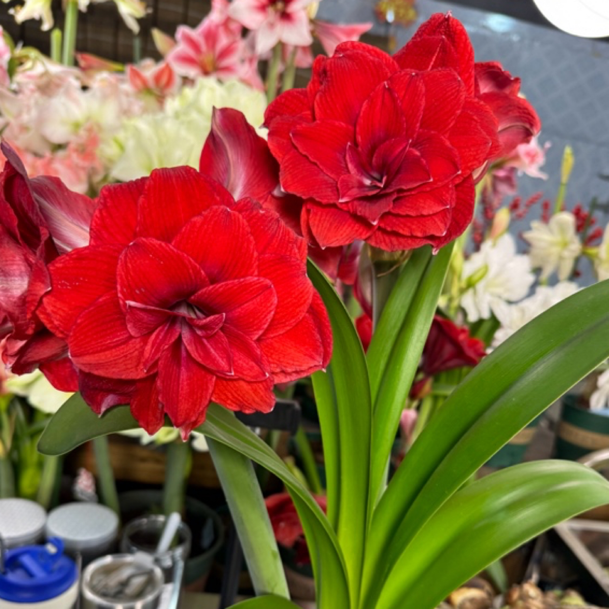 【蒂卡帝国～重瓣】秘鲁朱顶红种球