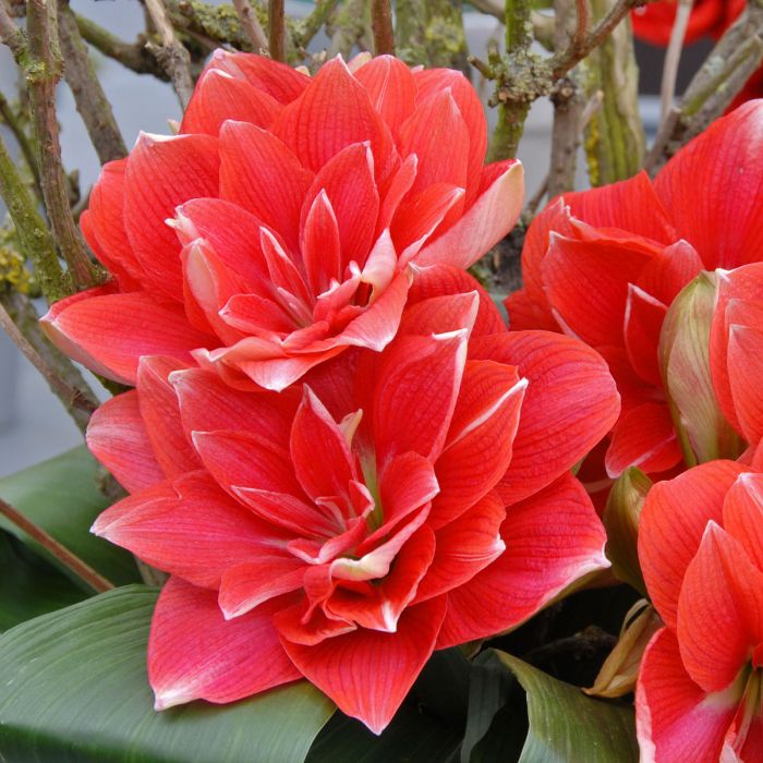 【基地双梦～重瓣】荷兰朱顶红种球 