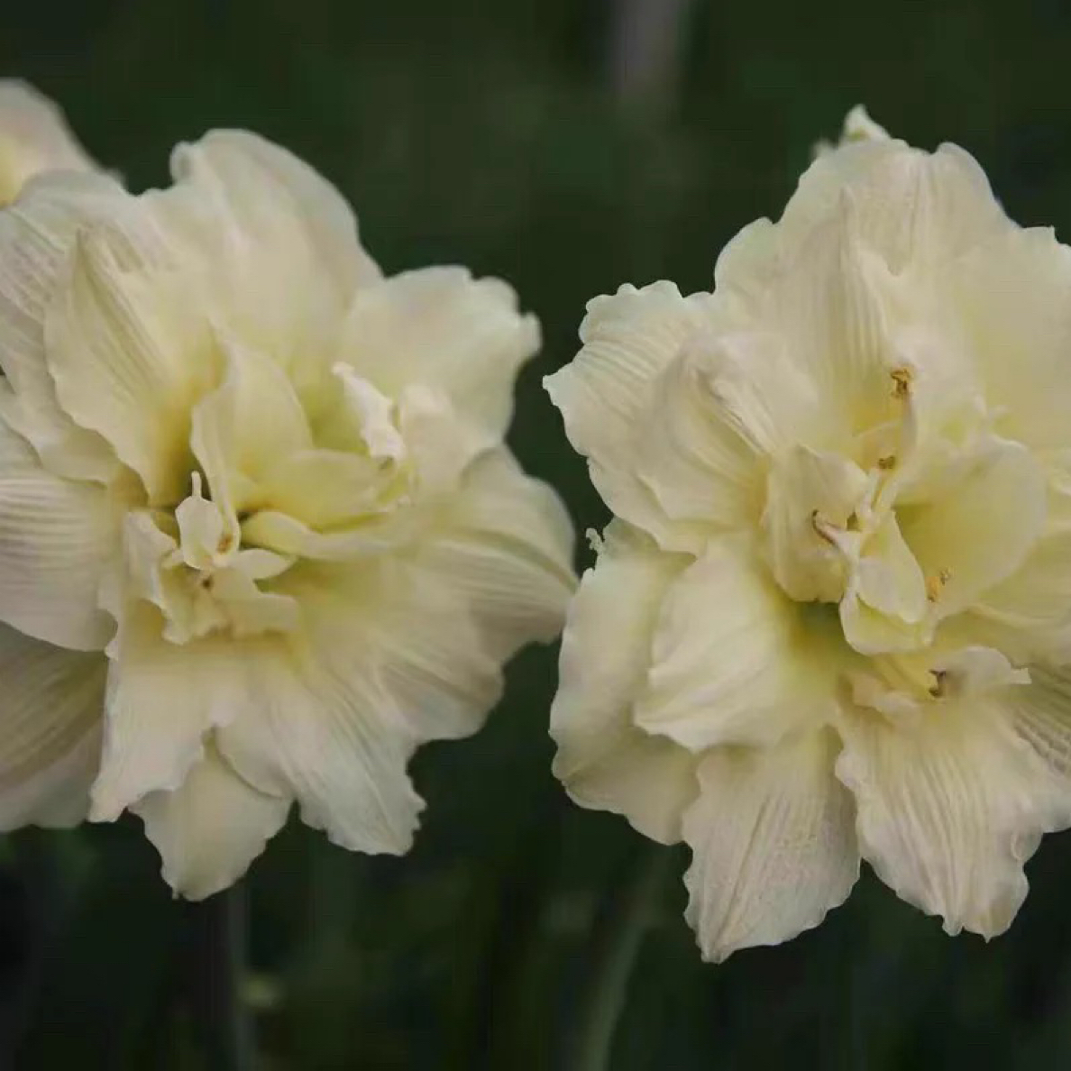 【黄玫瑰～重瓣】朱顶红种球苗室内叶子老根种植原生北方采收浇水