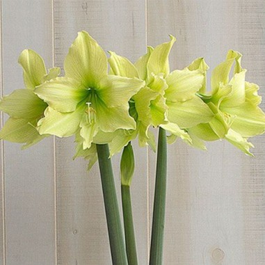 【黄星～单瓣】荷兰朱顶红种球 