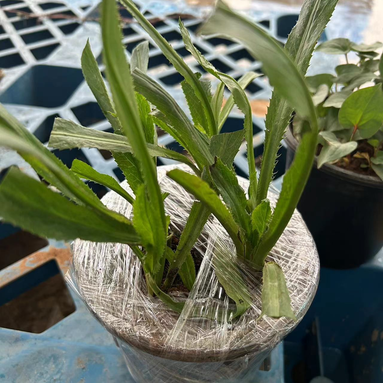 云南德宏芫荽大香菜 带根带盆发货 办公室绿植 傣味菜菜调味