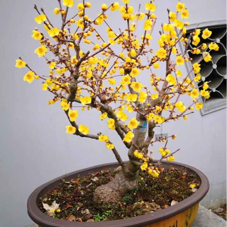 腊梅花树苗盆栽浓香型室内四季耐寒花卉阳台易活老桩盆景素心蜡梅