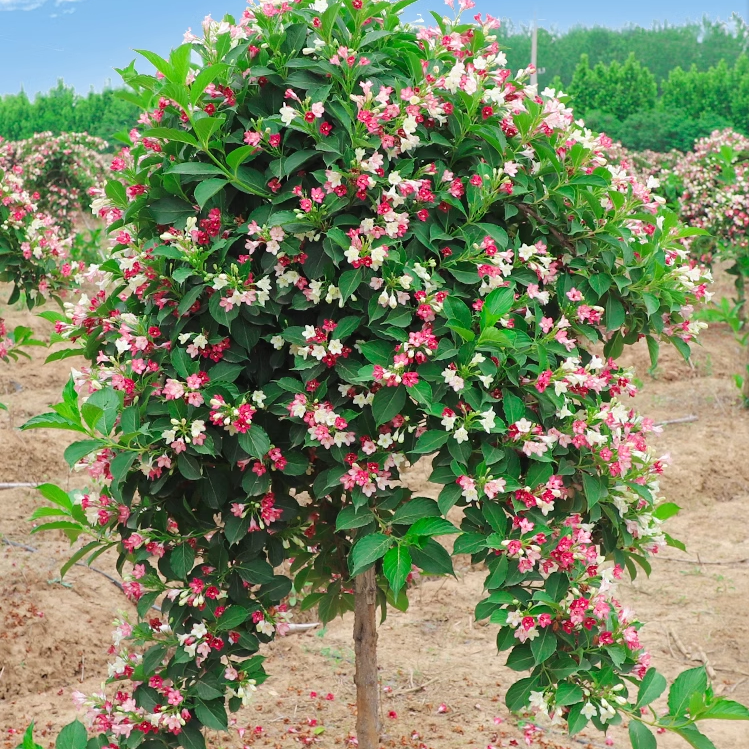 红王子锦带苗高杆锦带树庭院耐寒风景树绿篱花卉盆栽五彩锦带树苗