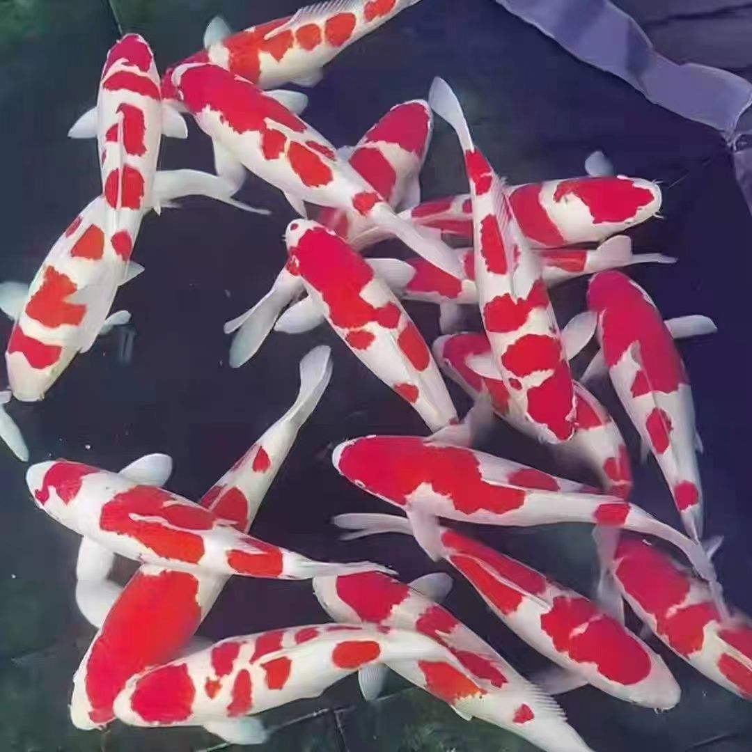 锦鲤观赏鱼红白三色大正孔雀秋翠龙系辉龙昭和菲写冷水鱼好养耐活