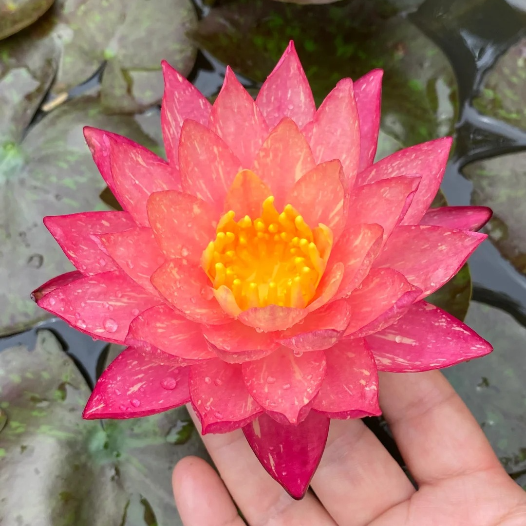 万维莎睡莲根块双色水培植物水养四季睡莲带花苞庭院