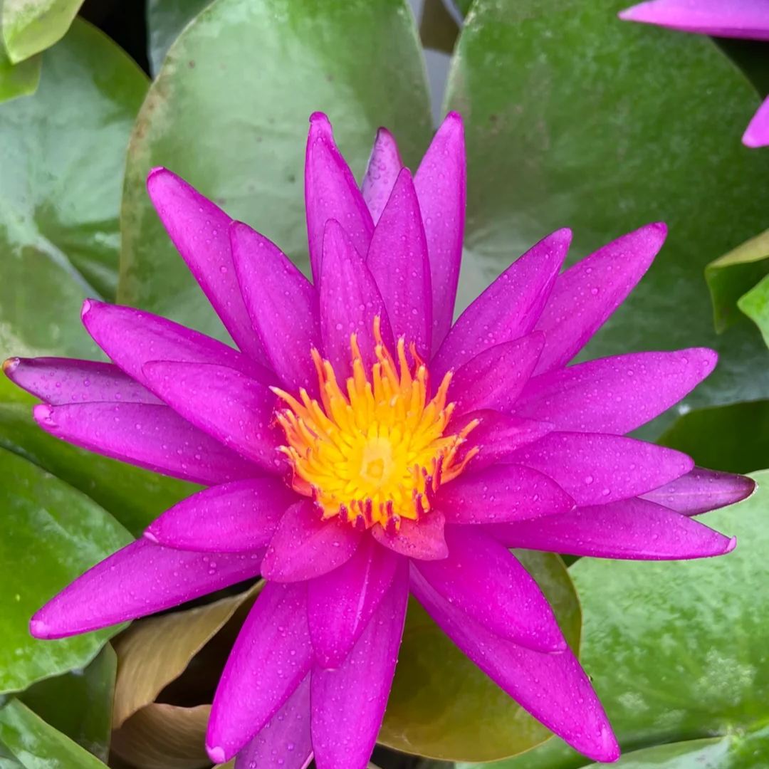 侦探艾丽卡睡莲丰花强，挺立性强，颜色艳丽耐看勤花