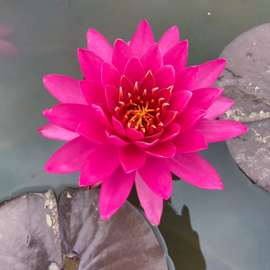 谭群睡莲花色鲜艳 丰花品种花径10-15cm