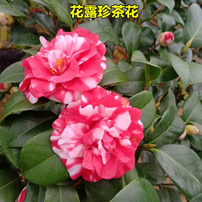 花露珍茶花 复色开花 花蝴蝶 庭院阳台盆栽花卉 原盆原土发货