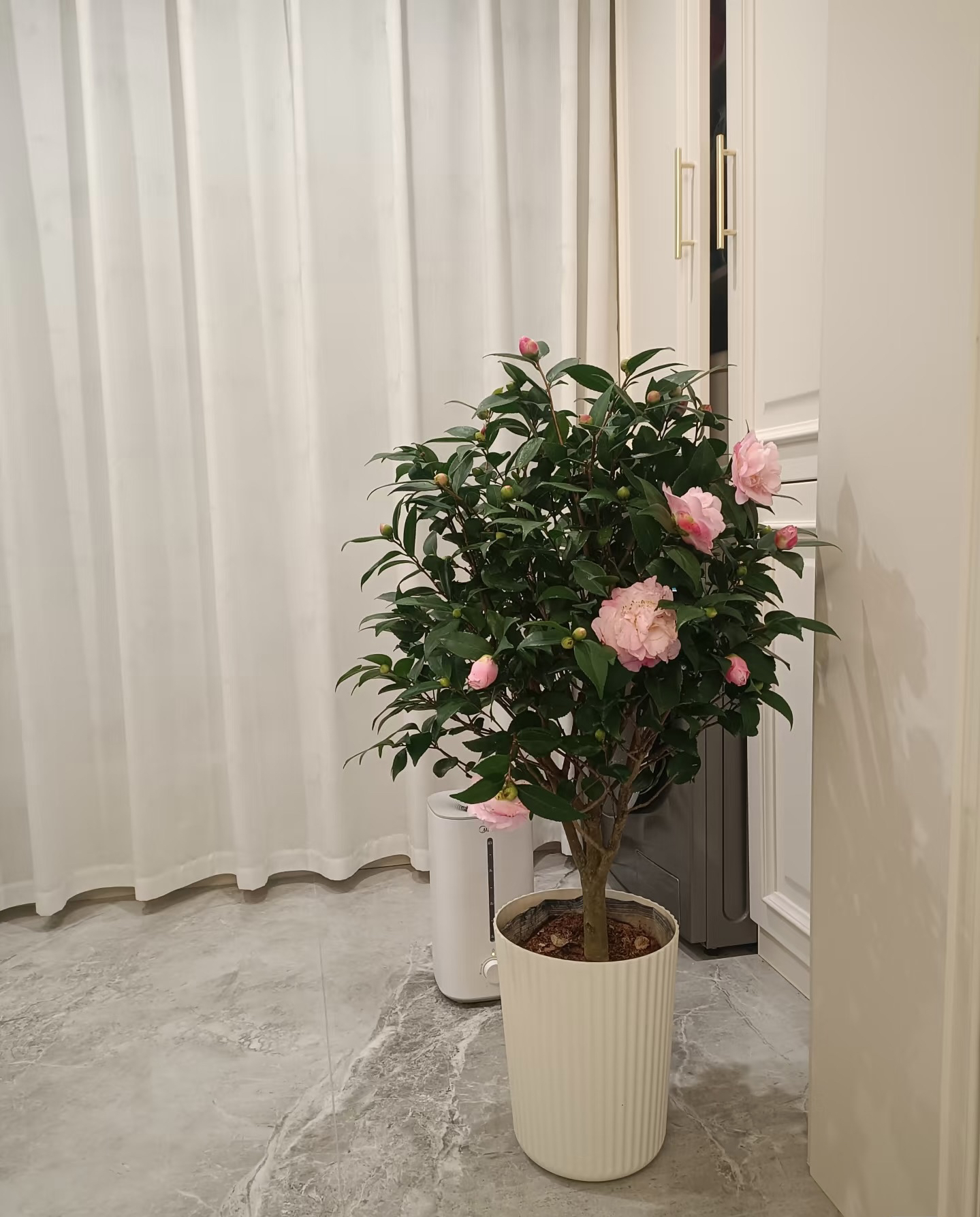 香妃茶花 庭院阳台盆栽花卉 带花苞 黑色育苗盆原土发货 好养护
