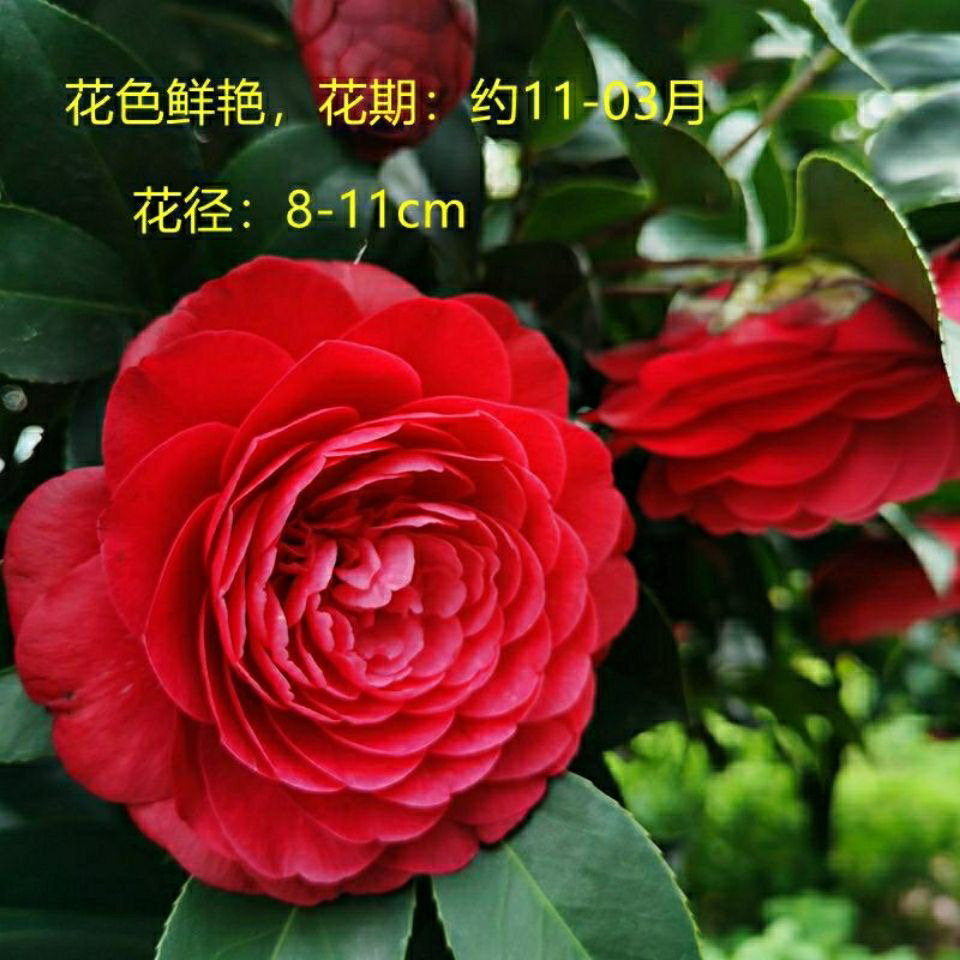 红赤丹茶花中国红茶 耐寒耐热 四季常青 原盆原土发货好养活