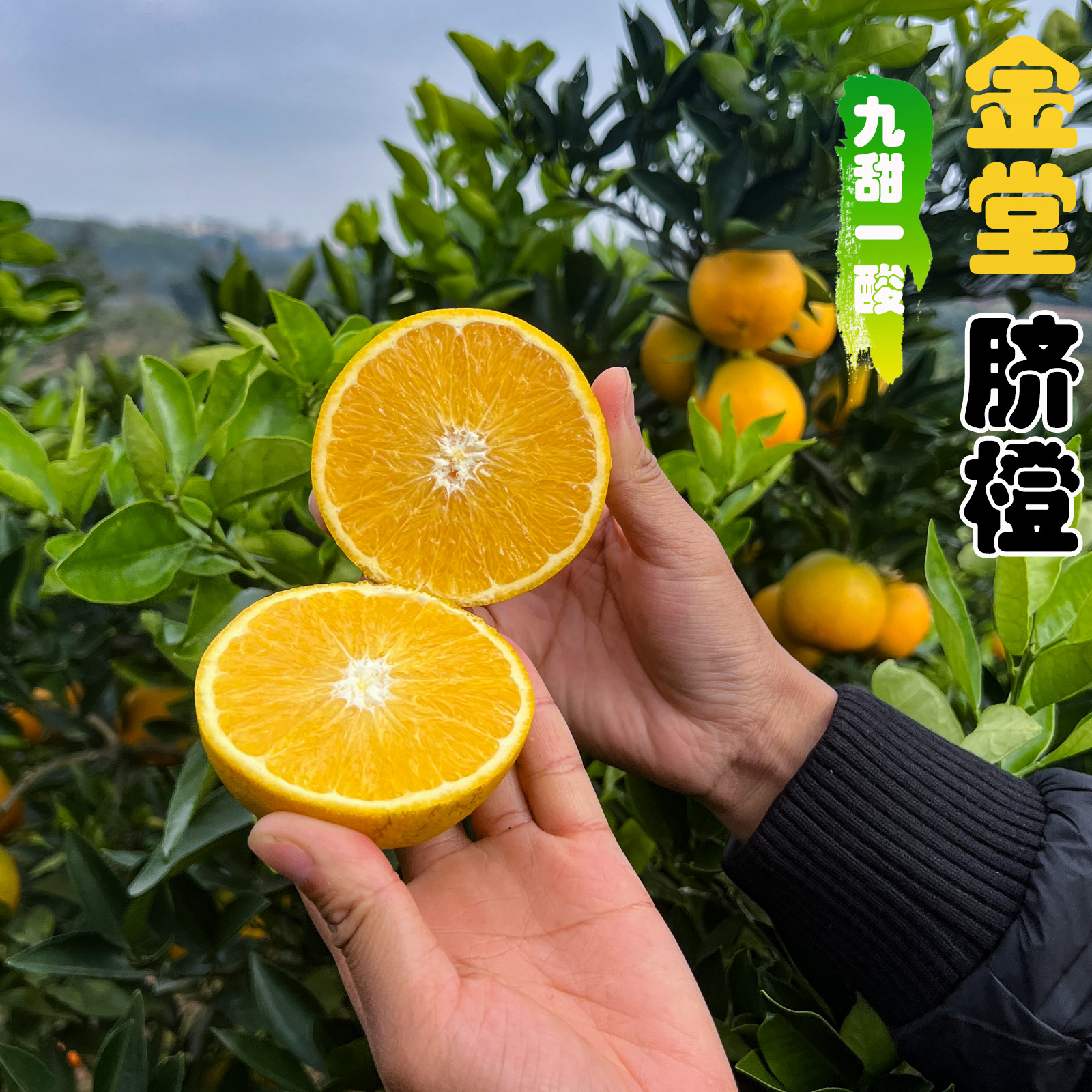 农家自种四川金堂脐橙高山橙子现摘不打蜡当季新鲜橙子果园直发