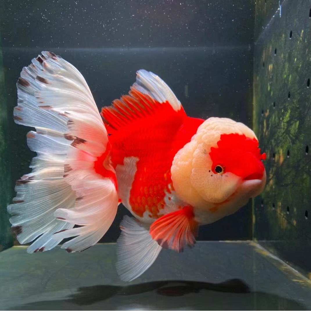 精品金鱼满30包邮