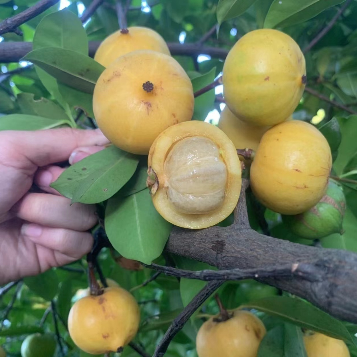 直播间一物一拍各种绿植