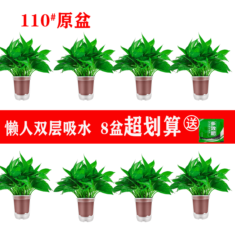 【抢购中】绿萝盆栽室内吸除甲醛净化空气垂吊兰大叶大绿箩植物叶片