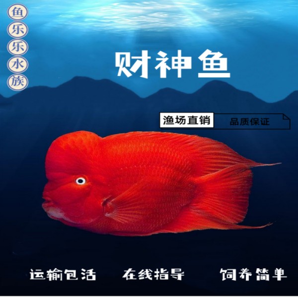 财神鱼活鱼热带观赏鱼淡水元宝鹦鹉鱼发财鱼大头鱼起头红财神活体