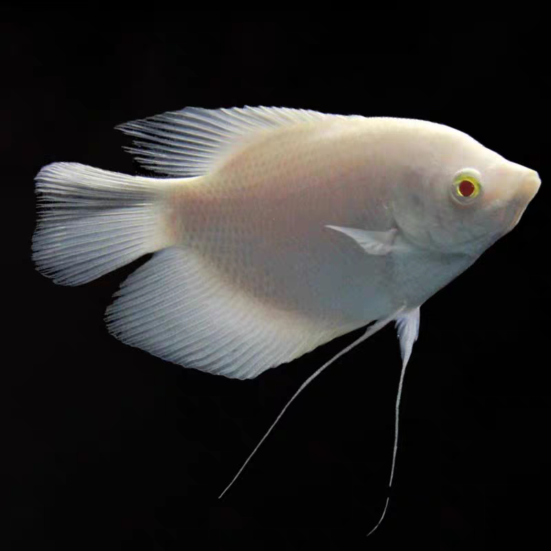 招财鱼活鱼家庭热带观赏鱼战船红眼大招财鱼古代战船鱼淡水鱼