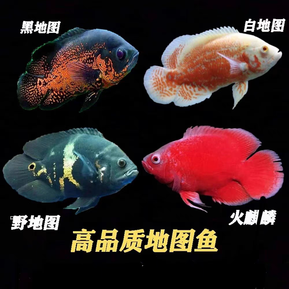 黑白地图宽体血麒麟地图鱼黄金地图鱼观赏鱼热带鱼活体鱼