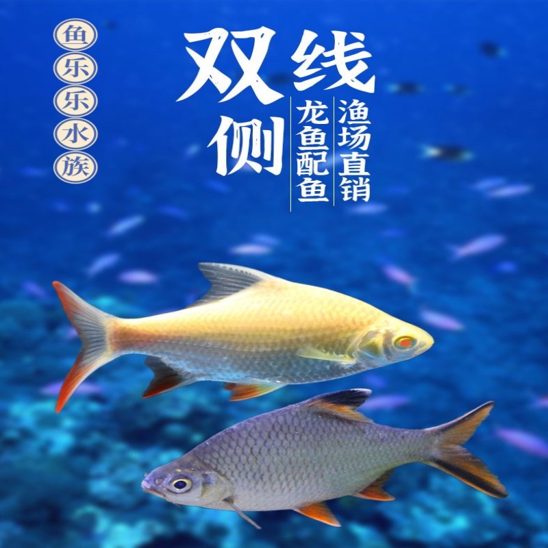 凤鱼金凤银凤双线侧龙鱼配鱼淡水观赏鱼泰国鲫元宝鲫