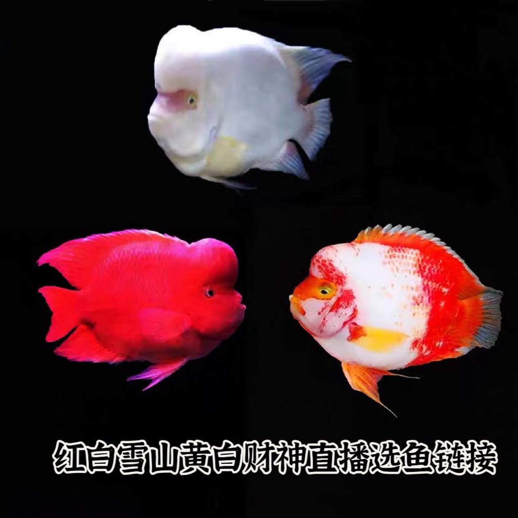 红白黄白雪山鹦鹉鱼 直播选鱼链接