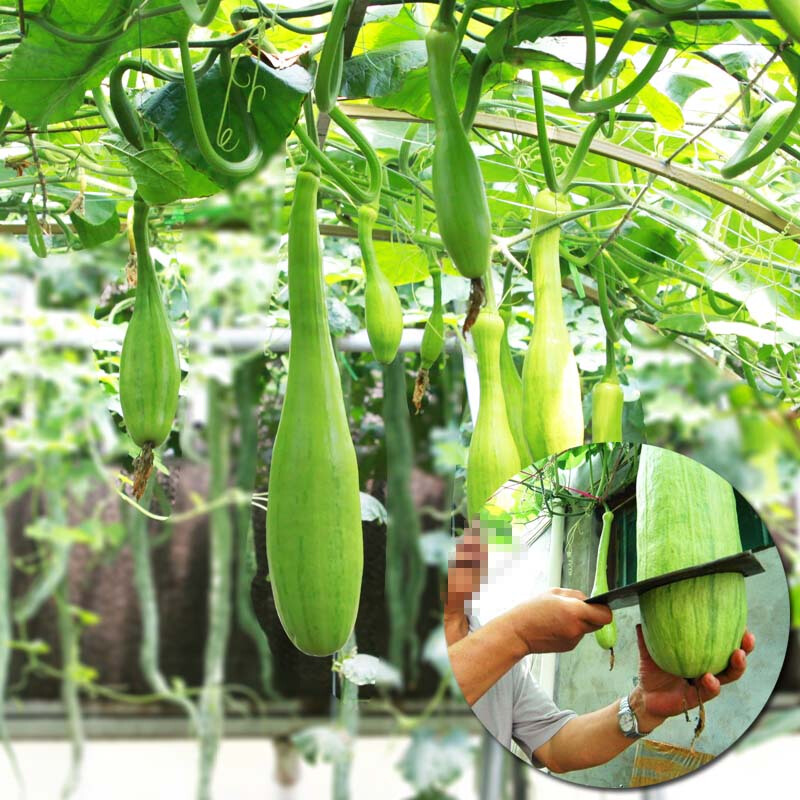 神奇砍瓜种子四季播蔬菜孑神奇南瓜爬藤瓜果种子菜籽农家庭院高产